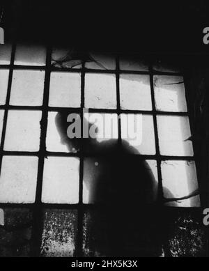 London's Port Police la curiosità che rende un buon poliziotto. Il fermo rotto o piegato potrebbe scoprire il processo dei più esperti di demolitori di magazzino - che hanno imparato raramente a tentare la fortuna nei banchine di Londra. Luglio 01, 1950. (Foto dell'Ufficio Centrale delle informazioni). Foto Stock