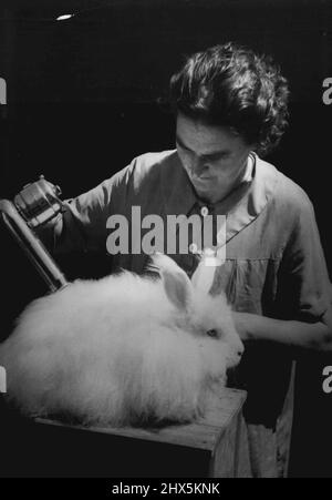 Il soffiatore elettrico è usato per mantenere il clan di lana ed asciutto. Ci sono quattro gradi di lana. Il grado superiore è quello sopra tre pollici nella lunghezza. Coniglietto ben curato.....un asciugatore di colpo è usato per mantenere la lana di Angora pulita. Marzo 26, 1938. Foto Stock