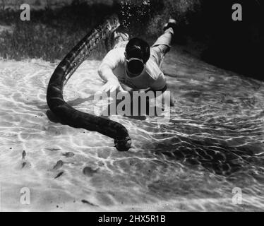 Anacondas (serpenti) - serpenti - animali. Maggio 23, 1955. (Foto di Mozert, Florida Silver Springs). Foto Stock