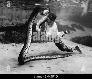 Anacondas (serpenti) - serpenti - animali. Maggio 23, 1955. (Foto di Mozert, Florida Silver Springs). Foto Stock