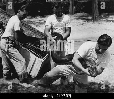 Anacondas (serpenti) - serpenti - animali. Maggio 23, 1955. (Foto di Mozert, Florida Silver Springs). Foto Stock