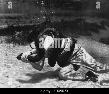 ***** che non ha specie maschili; il combattimento anaconda (destra). Maggio 23, 1955. (Foto di Mozert, Florida Silver Springs). Foto Stock