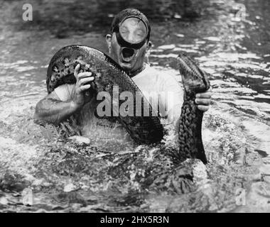 Anacondas (serpenti) - serpenti - animali. Maggio 23, 1955. (Foto di Mozert, Florida Silver Springs). Foto Stock