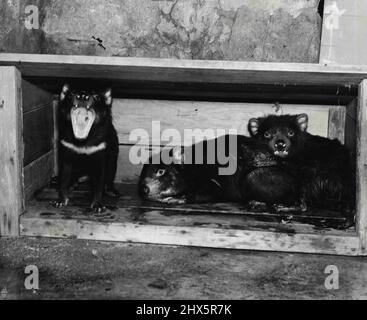 I tre diavoli della Tasmania, detti essere gli animali più feroci vivi e che sono stati presentati dai governi della Tasmania e dell'Australia a Rosemary, Priscilla e Lola Lane, Warner Bros. Stars, ora sono di proprietà dello Zoo di Los Angeles. In occasione di cerimonie presiedute da George Fitzpatrick, magistrato onorario della Tasmania, venuto in questo paese per la presentazione, gli animali sono stati ufficialmente dati alle Lane Sisters che a loro volta li hanno presentati allo Zoo per l'onorevole Fletcher Bowron, sindaco della città di Los Angeles. Gli animali sono attualmente in mostra allo Zoo e alle ragazze Foto Stock