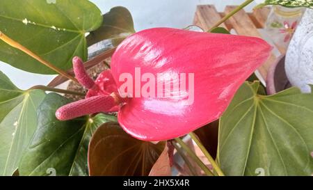 Fioritura anthurium andraeanum, o comunemente noto come flamingo fiore Foto Stock