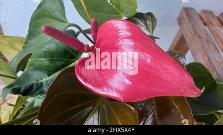 Fioritura anthurium andraeanum, o comunemente noto come flamingo fiore Foto Stock