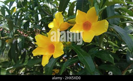 Vista ravvicinata della fioritura di Allamanda catartica, nota anche come tromba dorata o allamanda gialla, una specie di piante fiorite originaria del Brasile. Foto Stock