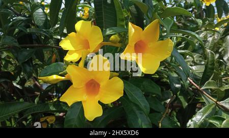 Vista ravvicinata della fioritura di Allamanda catartica, nota anche come tromba dorata o allamanda gialla, una specie di piante fiorite originaria del Brasile. Foto Stock