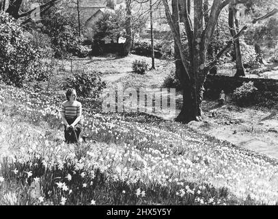 "A host of Golden Daffodils" Una scena come quella che deve aver ispirato le famose linee di Wordsworth, fotografata nel campo di Dora, Rydal, Westmorland, dove i naffodoli primaverili sono al loro meglio. Wordsworth sarebbe stato a casa tra questi narcisi a Rydal, Westmorland. Aprile 14, 1952. (Foto di Fox Foto) Foto Stock