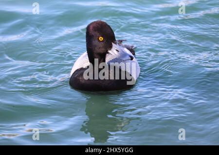 Maso minore scarup o Aythya affinis nuoto in un lago al ranch Riparian acqua in Arizona. Foto Stock