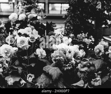 Begonias arancione in piena fioritura. Begonias sono suscettibili di danni in condizioni di freak. Maggio 18, 1954. Foto Stock