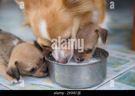 I cuccioli e il cane madre stanno nutrendo il loro latte al mattino. Foto Stock