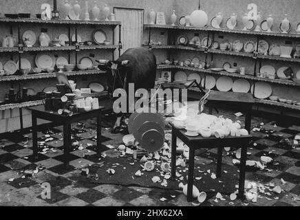 Toro generico in un negozio in Cina. Luglio 27, 1950. (Foto per foto contatto Daily Mail). Foto Stock