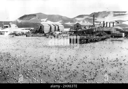 Prima Foto Walkins-Hearst spedizione Antartica: Una vista della superficie dell'acqua nel porto dell'isola inganno letteralmente coperto di uccelli. Marzo 14, 1929. (Foto di Universal Service). Foto Stock