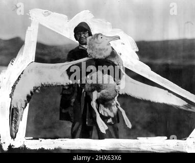 A Belle of Crozet: Dr. Ingram del B.A.N.Z. Il personale della spedizione antartica sta tenendo un albatross giovane e bonny catturato a Crozet Island. Il campione di undici mesi ha un'ala di dieci piedi e pesato 25 libbre. Febbraio 13, 1930. (Foto di Captain Frank Hurley, The Herald Feature Service). Foto Stock