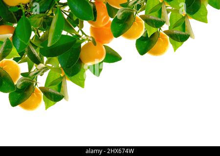 Mandarino Fruits.Citrus Fruit Frame. Tangerini su rami con foglie verdi isolate su sfondo bianco. Agrumi su sfondo bianco. Mandarino Foto Stock