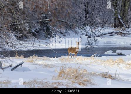La femmina del cervo dalla coda bianca che schiaccia il piede mentre si trova accanto al fiume Chippewa nel Wisconsin settentrionale. Foto Stock