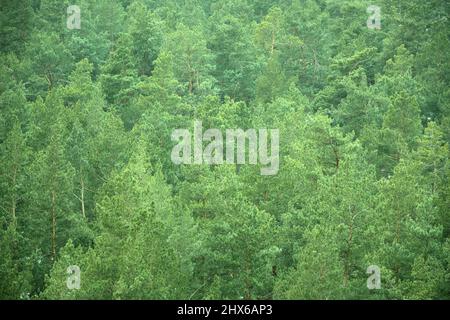 Sfondo naturale, fitta e densa foresta di conifere di pini alti. Sfondo, motivo, trama. Foto Stock