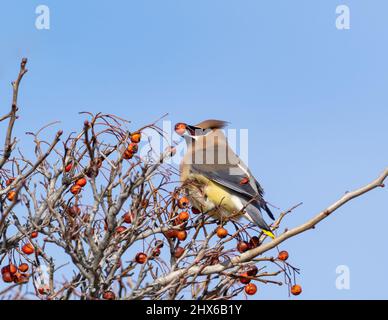 Cedar Waxwing appollaiato nel cespuglio Foto Stock