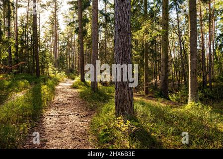 Bella luce su un idilliaco sentiero attraverso una foresta tranquilla, parte del sentiero escursionistico 'Hiddeser Bent' vicino a demold, Teutoburg Forest, Germania Foto Stock