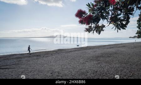 Persone e cani a piedi a Milford Beach con Pohutukawa albero in fiore, Auckland. Foto Stock