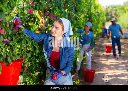 Donna lavoratrice sbatte prugne mature da un albero Foto Stock