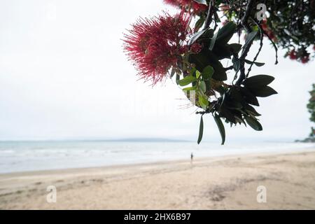 Pohutukawa alberi in piena fioritura con Rangitoto Island nella nuvola, Milford Beach, Auckland Foto Stock