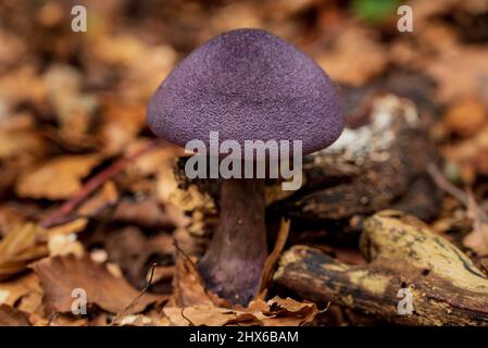 Primo piano di un fungo porpora in una foresta, probabilmente un tappo viola o un nastro violetto (Cortinarius violaceus), circondato da foglie autunnali Foto Stock