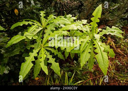 Primo piano di un gruppo di giganteschi thistles di scrofa (Sonchus fruticosus), noto anche come 'Dandelion albero Madeiran', Riserva Naturale Laurissilva, Isola di Madeira Foto Stock