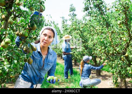 Concentrate kazakh femmina contadino mandrini di pere da un albero Foto Stock