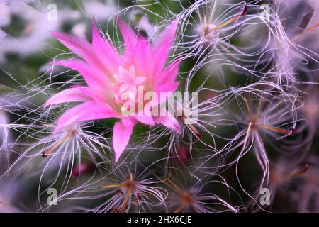 Rosa Mammillaria decolorata fiore macro foto. I fiori sono a forma di imbuto e variano nelle dimensioni e i colori possono variare da bianco a giallo, rosa e rosso in co Foto Stock
