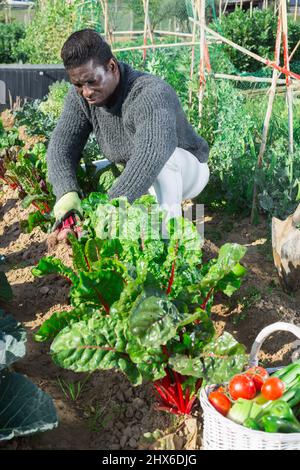 Afro uomo contadino americano che raccoglie barbabietole fresche Foto Stock