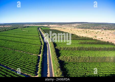 Antenna di 2PH Citrus Orchards in Emerald Queensland Australia Foto Stock