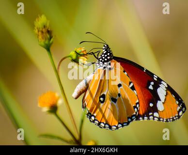 Splendida farfalla sul fiore . danaus chrysippus pianura tigre farfalla. Foto Stock