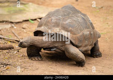 African spronato tartaruga (Geochelone sulcata) di appoggio in giardino Foto Stock