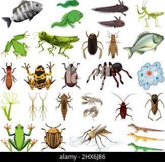 Diversi tipi di insetti e animali su sfondo bianco illustrazione Illustrazione Vettoriale