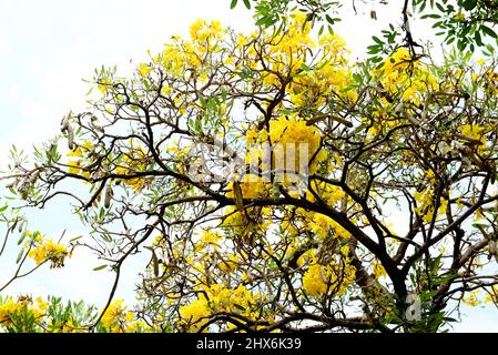 Paraguayan albero di tromba d'argento, albero di tromba d'argento, albero d'oro o Tabebuia argentea Britton Foto Stock