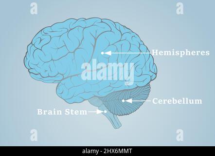 Immagine cerebrale umana con le strutture indicate dalle frecce Foto Stock