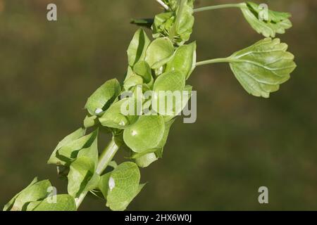 Moluccella laevis, campane d'Irlanda con piccoli fiori bianchi circondati da calici verdi di mela. Ravvicinato punte di fiori. Famiglia Lamiaceae. Foto Stock