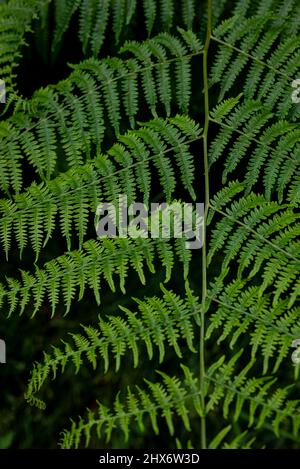 Primo piano di fresco verde comune felce (Athyrium filix-femina) con frontali a ventaglio. Background naturale non solo per temi legati alla sostenibilità. Foto Stock