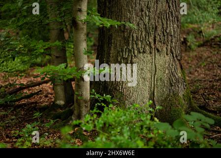 Particolare di un bel tronco di albero in una foresta decidua, vicino Externsteine, Teutoburg Forest, Germania Foto Stock