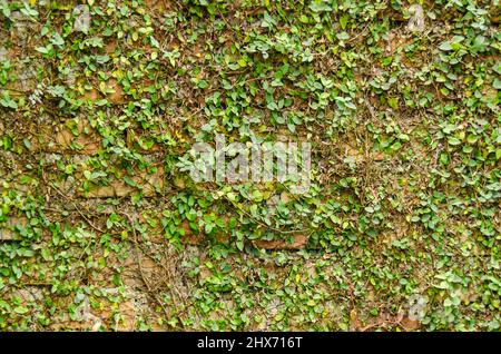 Ficus pumila, noto anche come fico rampicante, fico rampicante, copre completamente il muro di mattoni di una casa/casa. Foto Stock