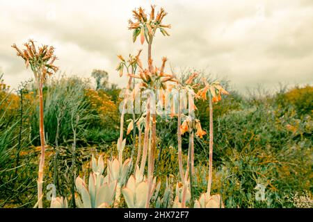 Piante naturali creative, aloe, succulenti e fremiti. Giardini botanici nazionali del Sud Africa. Sfondi, Abstract & Interior Design Foto Stock
