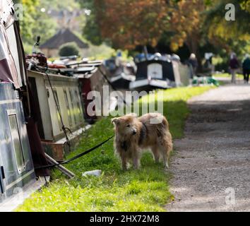 Un cane si alza con una ciotola accanto ad un narrowboat sul canale Avon & Kennet, a Bath, Regno Unito, con alberi autunnali dietro. Foto Stock