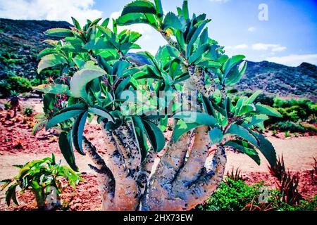 Piante naturali creative, aloe, succulenti e fremiti. Giardini botanici nazionali del Sud Africa. Sfondi, Abstract & Interior Design Foto Stock