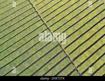 YICHANG, CINA - 10 MARZO 2022- Foto aerea scattata il 10 marzo 2022 mostra i coltivatori di tè che raccolgono il tè primaverile in un giardino del tè nella Diga di tre gole Res Foto Stock