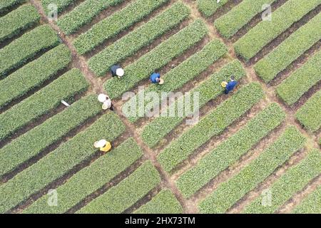 YICHANG, CINA - 10 MARZO 2022- Foto aerea scattata il 10 marzo 2022 mostra i coltivatori di tè che raccolgono il tè primaverile in un giardino del tè nella Diga di tre gole Res Foto Stock