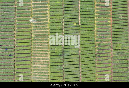 YICHANG, CINA - 10 MARZO 2022- Foto aerea scattata il 10 marzo 2022 mostra i coltivatori di tè che raccolgono il tè primaverile in un giardino del tè nella Diga di tre gole Res Foto Stock