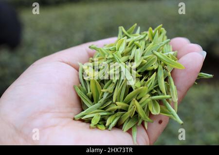 YICHANG, CINA - 10 MARZO 2022 - Foto scattata il 10 marzo 2022 mostra i coltivatori di tè che raccolgono il tè primaverile in un giardino del tè nel serbatoio della Diga delle tre Gole Foto Stock