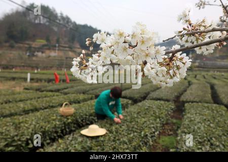 YICHANG, CINA - 10 MARZO 2022 - Foto scattata il 10 marzo 2022 mostra i coltivatori di tè che raccolgono il tè primaverile in un giardino del tè nel serbatoio della Diga delle tre Gole Foto Stock